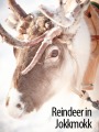 Lapland Winter Market - Jokkmokk / Swedish Lapland